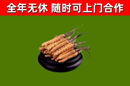 河北回收冬虫夏草